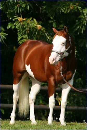 Quarter Horse